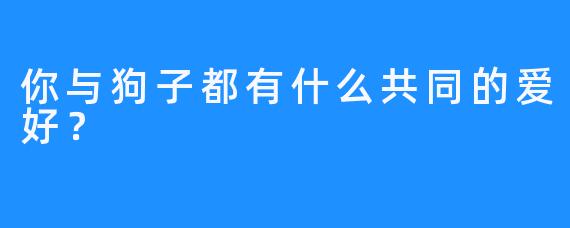 你与狗子都有什么共同的爱好？