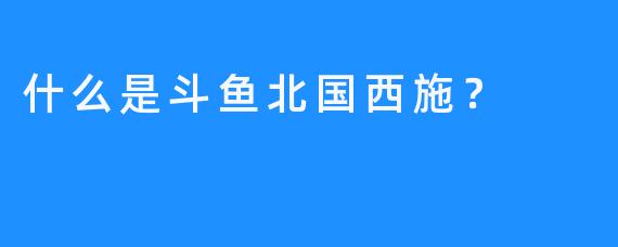 什么是斗鱼北国西施？