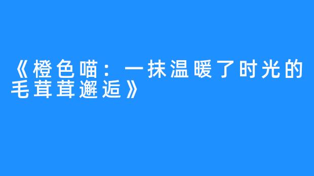 《橙色喵：一抹温暖了时光的毛茸茸邂逅》