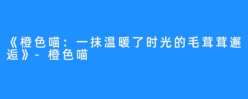 《橙色喵：一抹温暖了时光的毛茸茸邂逅》-橙色喵